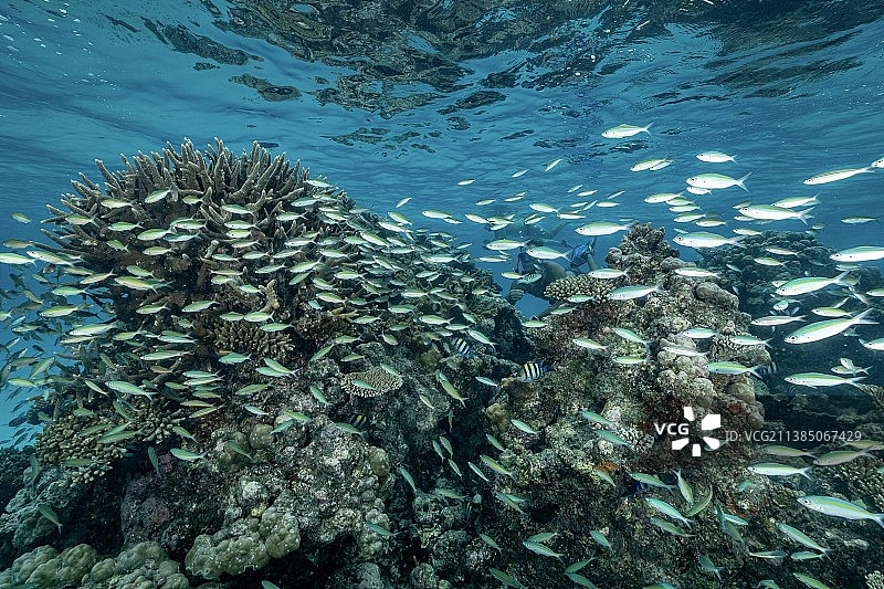 暗礁，一条大型热带咸水小热带鱼在水下游动，马约特岛图片素材