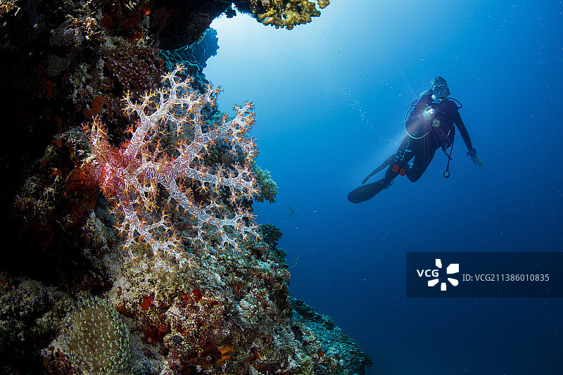 戴水肺的潜水员在软珊瑚后面图片素材