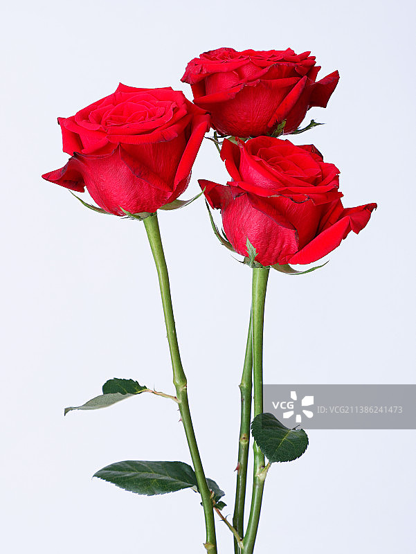 白色背景上，情人节的礼物，红色的玫瑰花图片素材