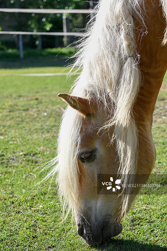 小马驹在草地上吃草的特写图片素材