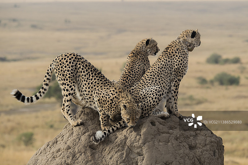 猎豹在岩石上的特写，马赛马拉国家公园，肯尼亚图片素材