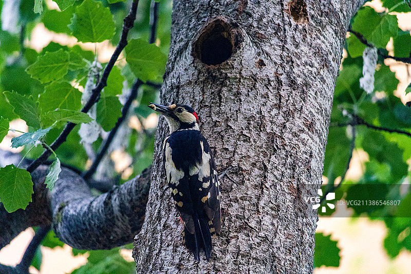匈牙利布达佩斯，大斑点啄木鸟栖息在树干上的特写图片素材