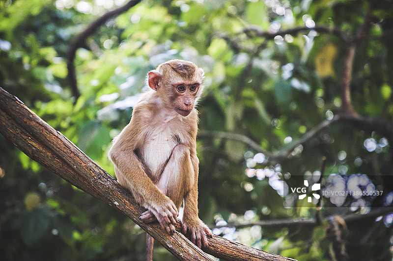 低角度的猕猴坐在树上，那阳克拉克，泰国图片素材