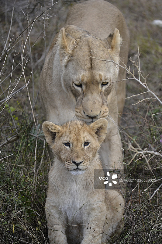 南非的家狮图片素材