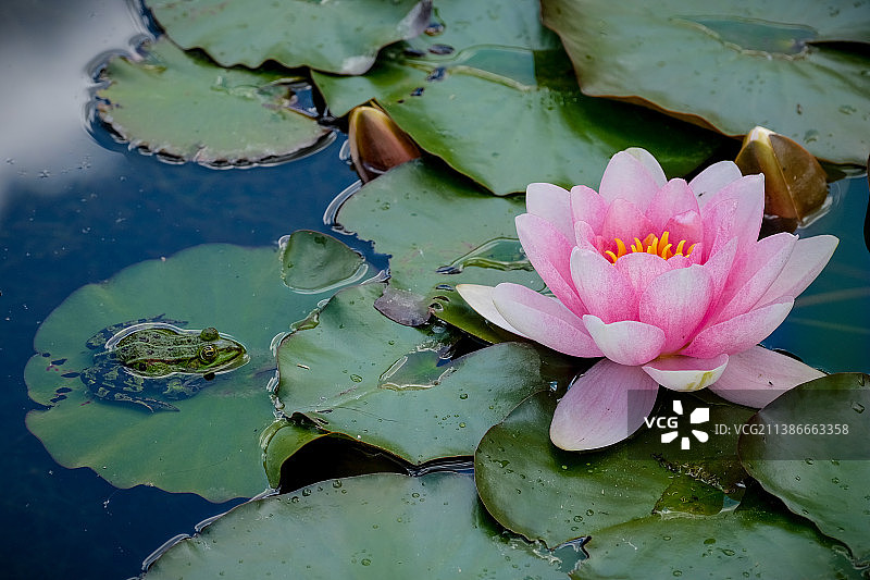 池塘里，青蛙坐在睡莲叶子上，旁边是美丽的荷花图片素材