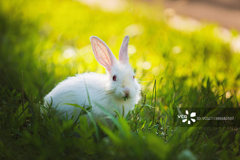 草丛中吃草的小白兔图片素材