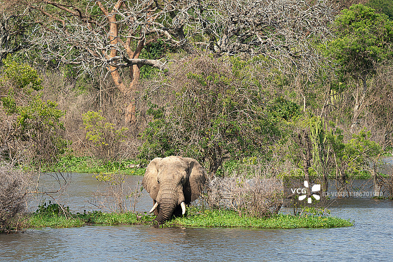 白天大象站在泥泞的水中的侧面视图图片素材