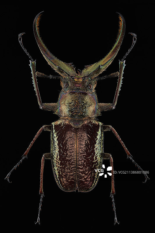 黑色背景下的昆虫特写镜头图片素材