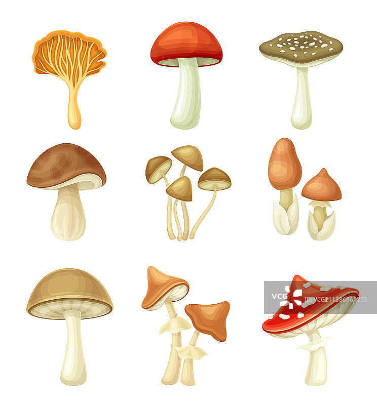 野生森林食用菌和毒蘑菇集图片素材