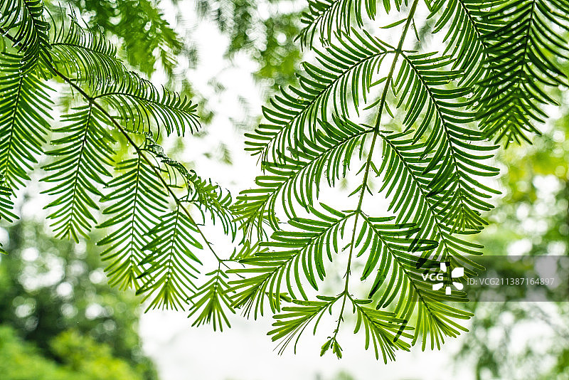 植物活化石水杉的故乡：湖北利川夏季水杉树叶图片素材