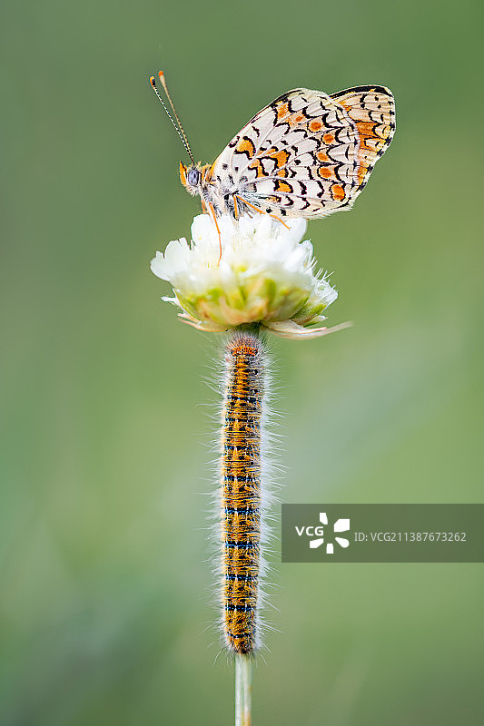 蝴蝶在花上授粉的特写，埃尔埃斯皮纳，塞戈维亚，西班牙图片素材