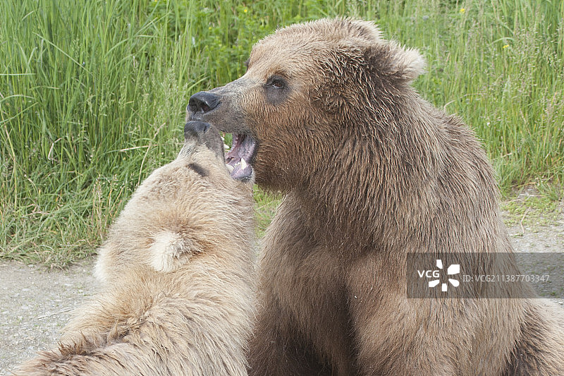 棕熊(灰熊)小熊在玩近距离搏斗图片素材