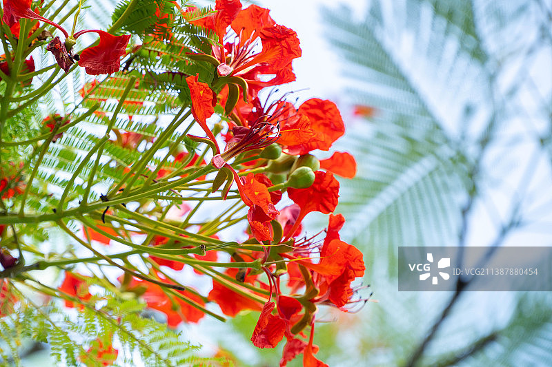 红色开花植物的低角度视图图片素材