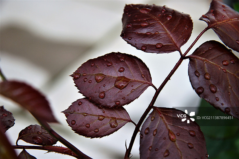 树叶上雨滴的特写，卑尔根，挪威图片素材