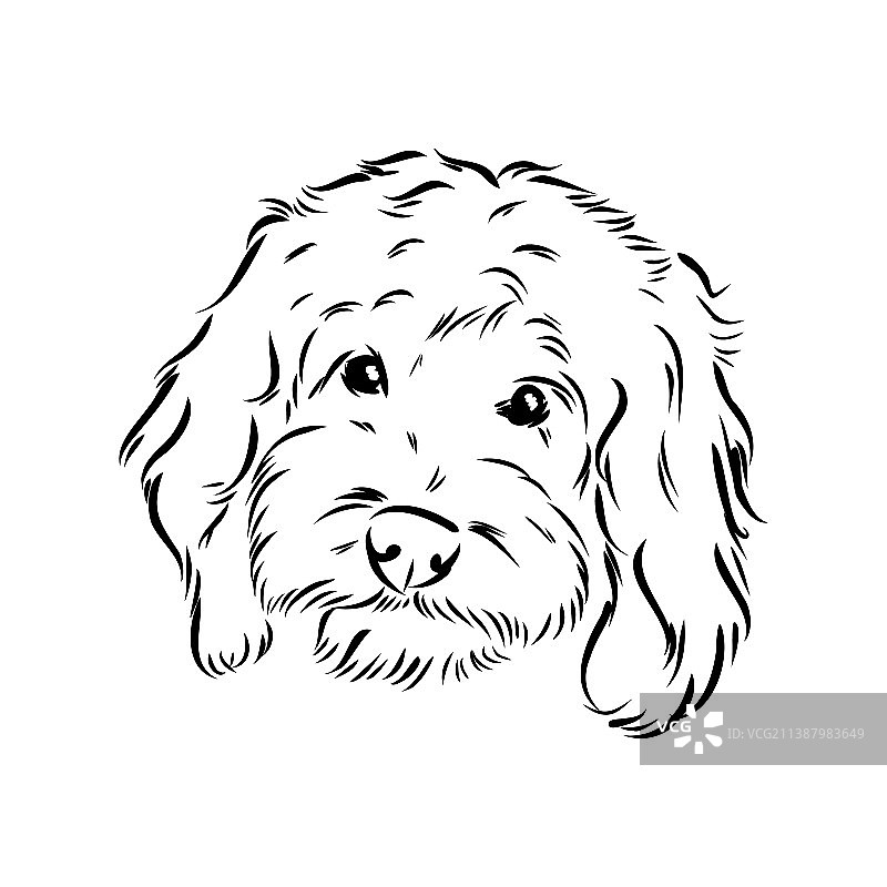 拉布拉多混血狗-在白色背景上隔离图片素材