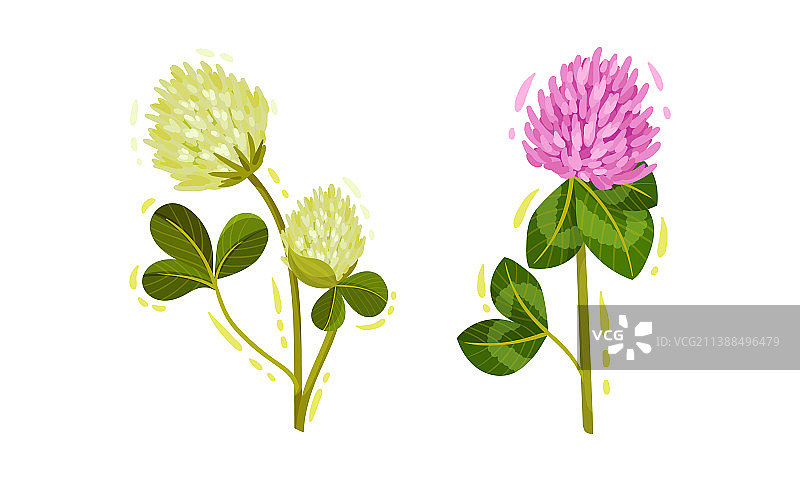 白色和紫色的三叶草或三叶草头状花序图片素材