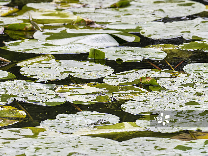 雨水在黄睡莲，叶子，Nuphar lutea在Holehird Tarn，温德米尔，湖区，英国。图片素材