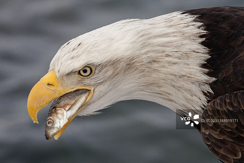 白头鹰吃鱼的特写图片素材