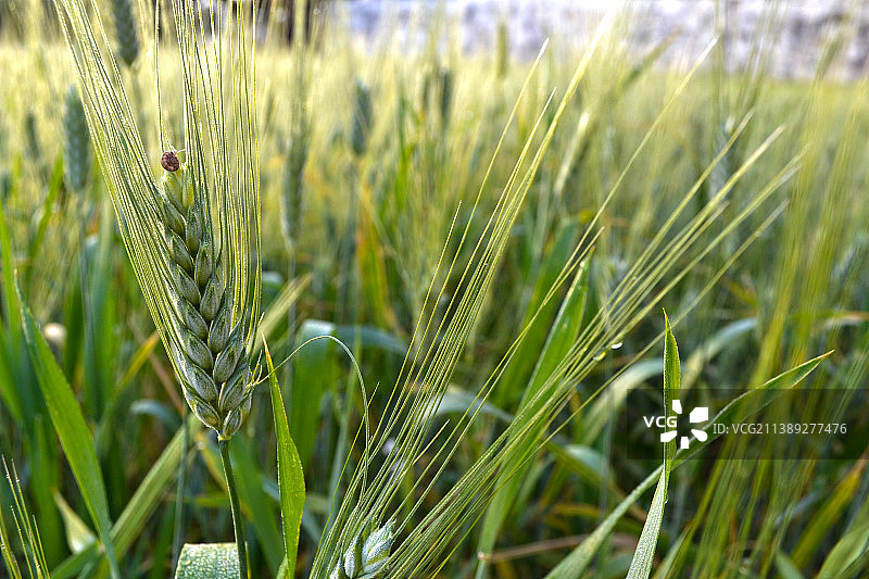 黎巴嫩，拿巴提耶，田野上小麦生长的特写图片素材