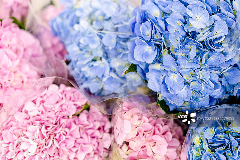 蓝色和粉色的绣球花 粉色绣球花 鲜切花 特写镜头图片素材