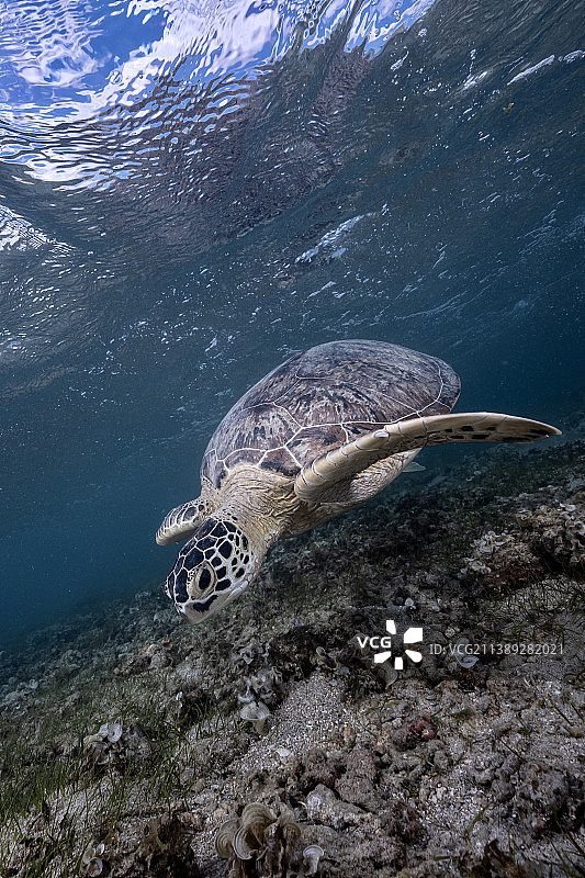 海绿色玳瑁海龟在海中游泳的高角度视角，马约特图片素材