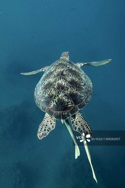 马约特岛，绿色海玳瑁海龟在海里游泳的特写图片素材