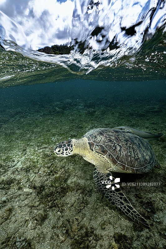 特写绿海龟在海里游泳，马约特图片素材