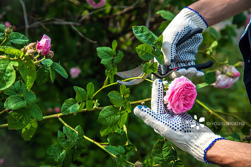 一个男人在花园里剪玫瑰选择性聚焦图片素材