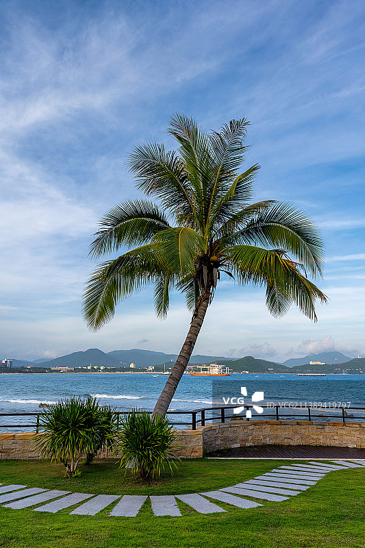 竖图碧海蓝天海岸边一棵椰树和岸边的石板路风景图片素材