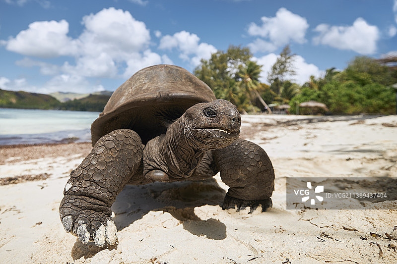沙滩上的亚达伯拉巨龟图片素材
