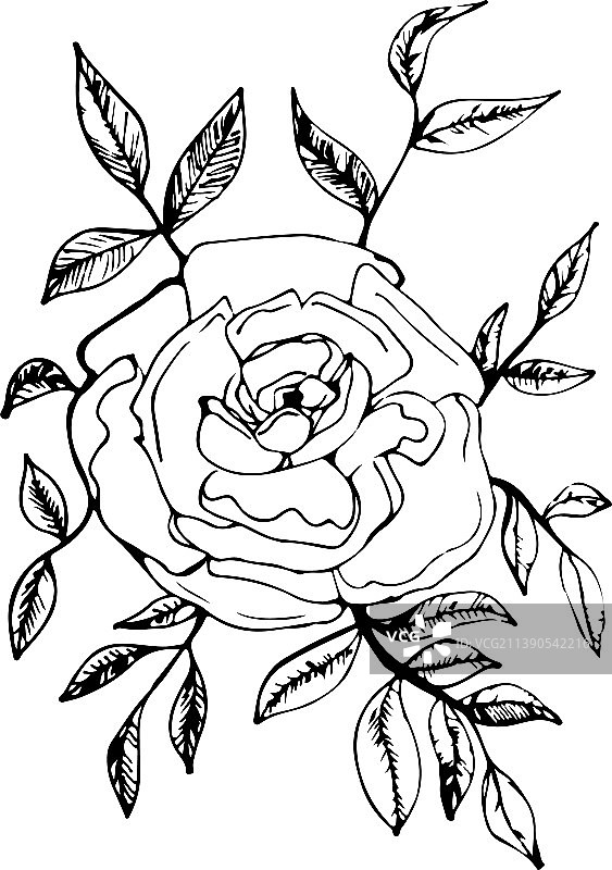 玫瑰花有枝有叶图片素材