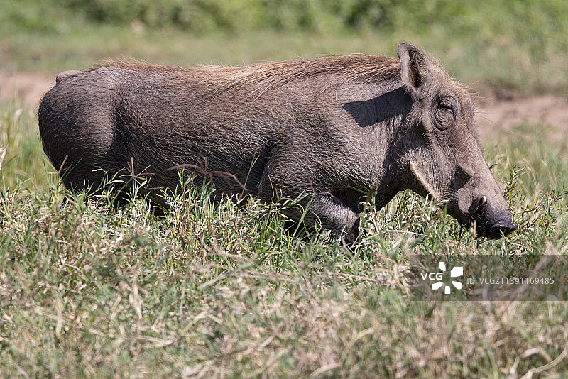 坦桑尼亚，犀牛站在田野上的侧视图图片素材