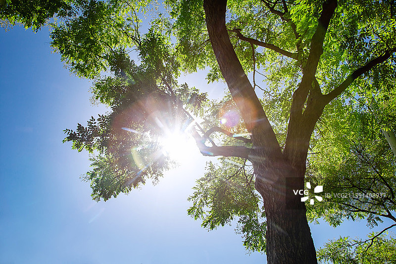 阳光穿过枝繁叶茂的大树图片素材