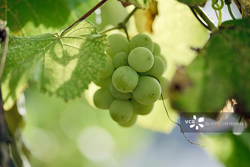 葡萄在葡萄园中生长的特写图片素材