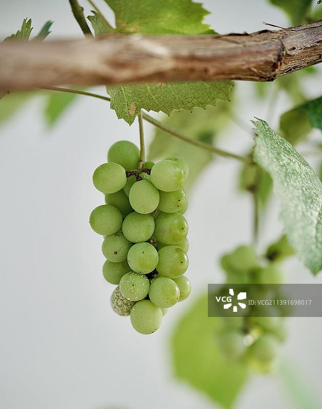 葡萄在树上生长的特写图片素材