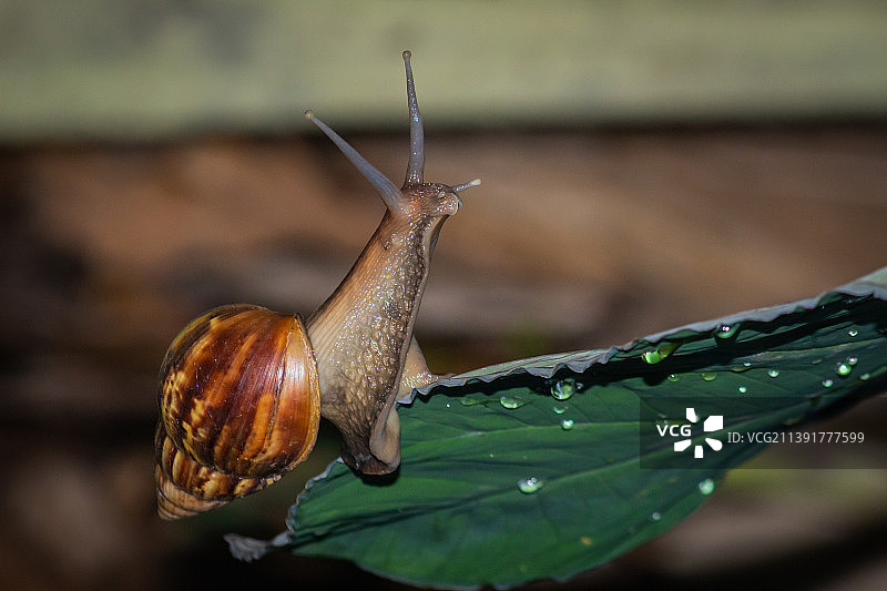 蜗牛在叶子上的特写图片素材