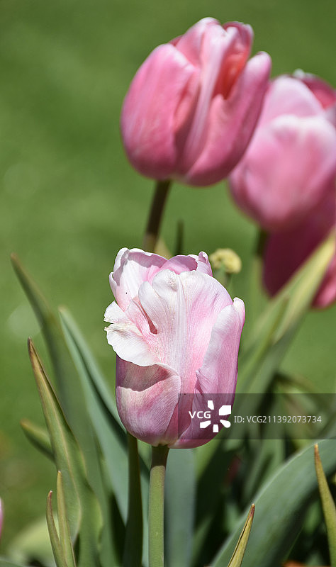 美丽的淡粉色郁金香在花园里绽放图片素材