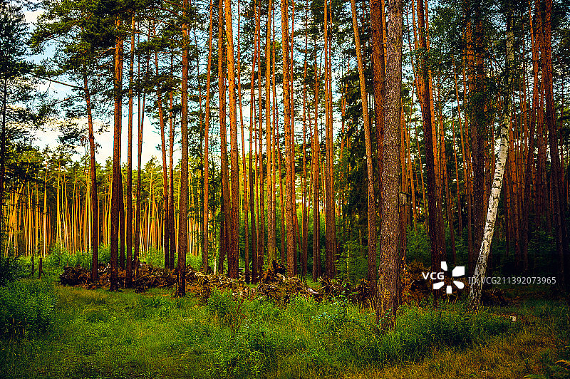 森林中的树木，巴里兹山谷景观公园，米利茨，波兰图片素材