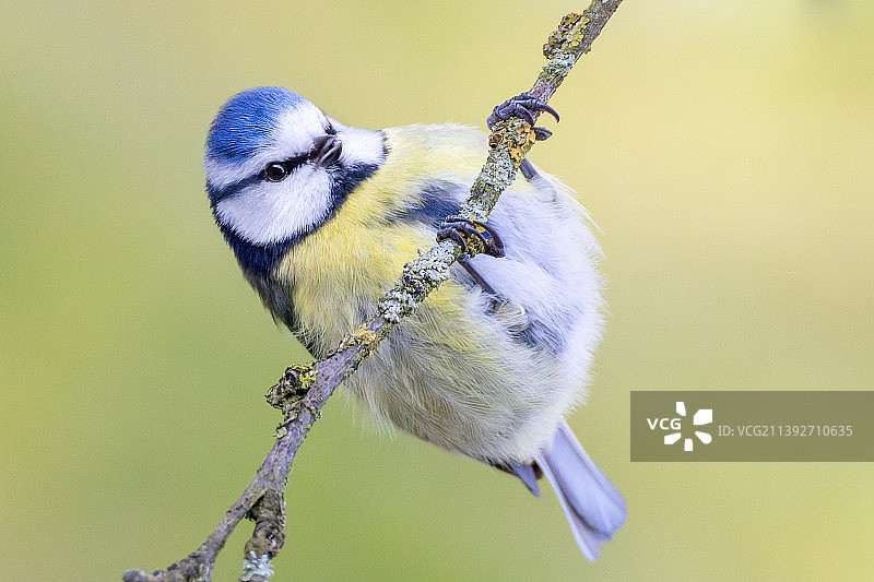 德国里特胡德，春假前在梅树树枝上的蓝山雀图片素材