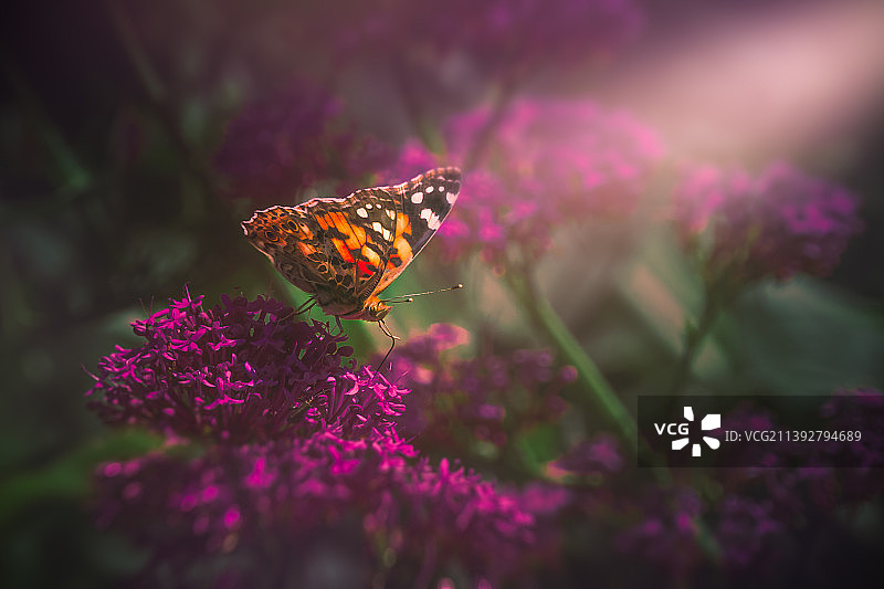 蝴蝶在粉红色花朵上授粉的特写，法国图片素材