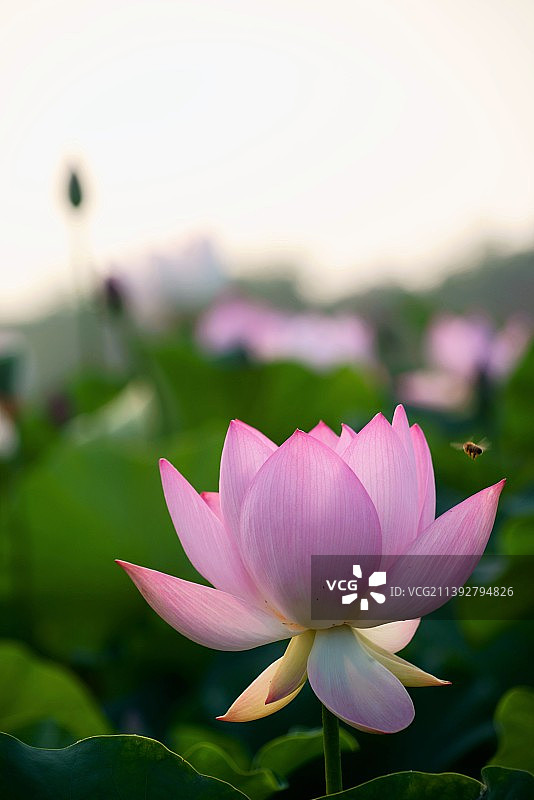 粉红色睡莲的特写，庆州，韩国图片素材