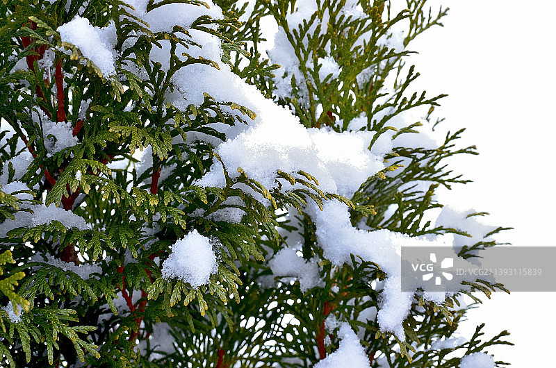 在罗马尼亚的冬季，西花蓟树的枝干被雪覆盖图片素材
