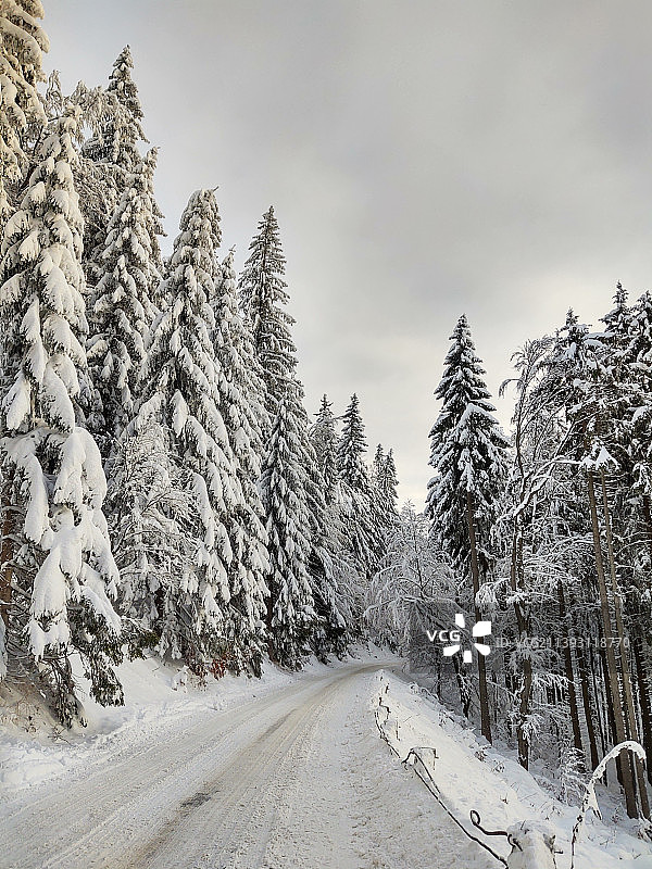 斯洛伐克，白雪覆盖的道路上的树木对着天空图片素材