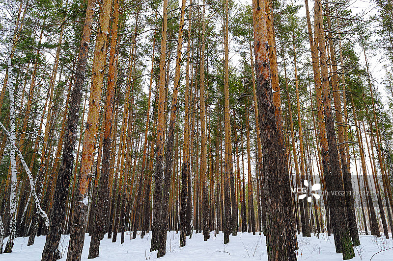拉脱维亚冬季森林里细长的松树树干图片素材