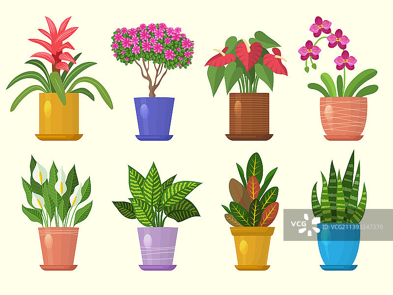 盆花植物家居装饰花卉图片素材