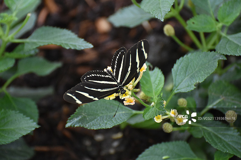 美丽的斑马蝴蝶在春天的形象图片素材