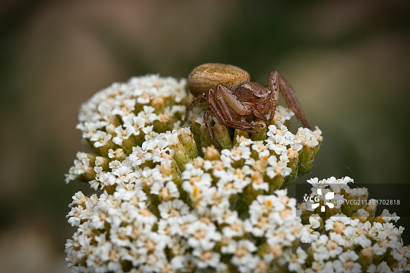 昆虫在花上的特写，加拉蒂，罗马尼亚图片素材
