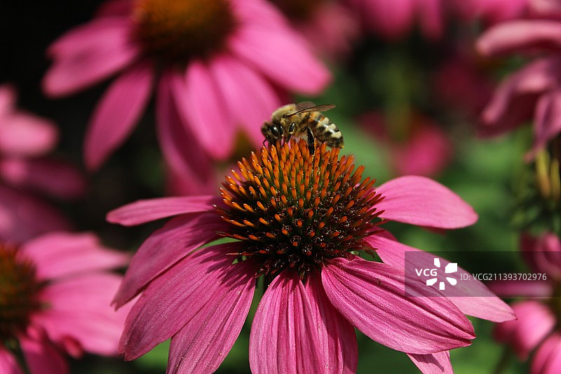 蜜蜂在粉红色花朵上授粉的特写，波兰图片素材