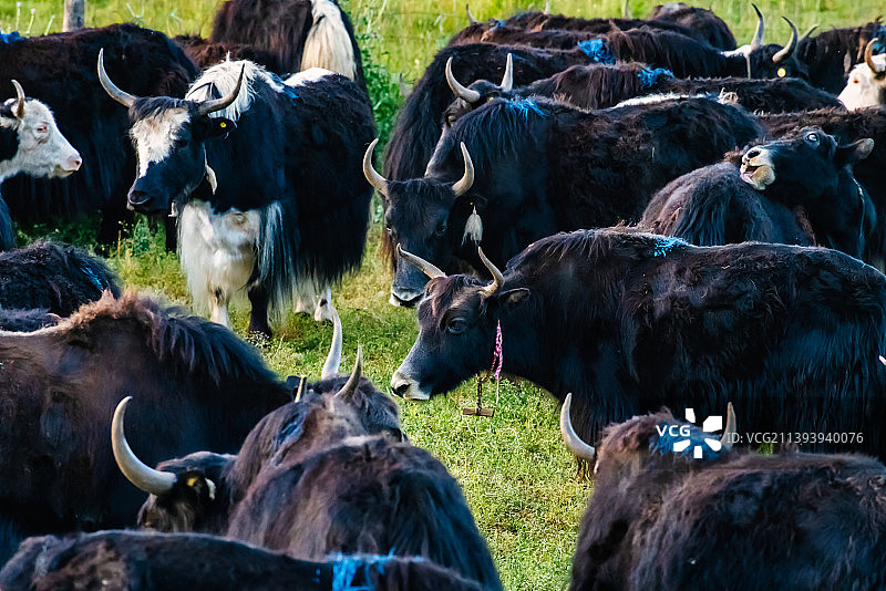 青海湖畔牦牛群图片素材