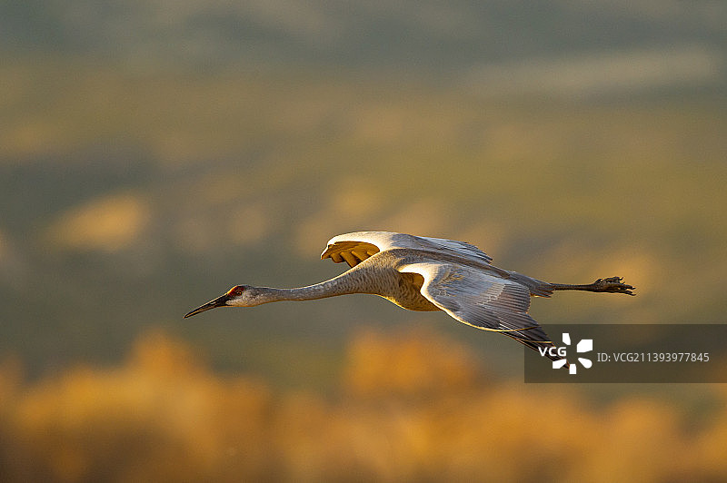 沙丘鹤飞越博斯克德尔阿帕奇，博斯克德尔阿帕奇国家野生动物保护区游客中心，美国，美国图片素材